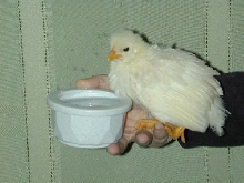 chick